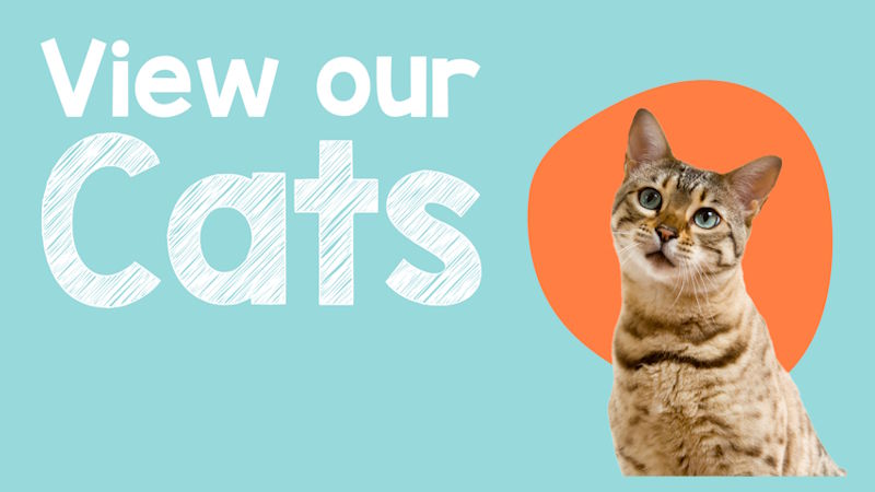 View our Cats