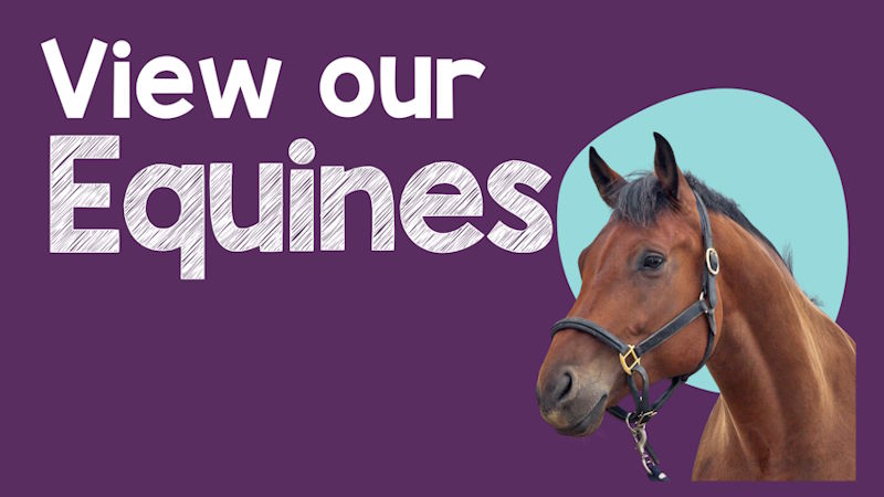 View our Equines